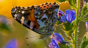 Blog_Artenvielfalt Blog_Artenvielfalt