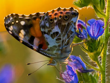 Blog_Artenvielfalt Blog_Artenvielfalt