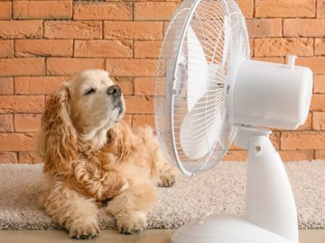 ventilator-hund ventilator-hund