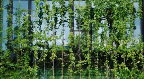 vertikaler Garten vor einer Fensterfront vertikaler Garten vor einer Fensterfront