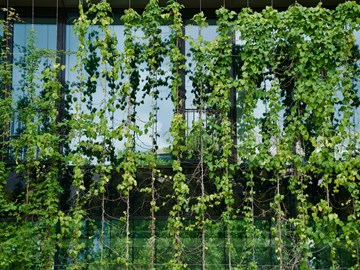 vertikaler Garten vor einer Fensterfront vertikaler Garten vor einer Fensterfront