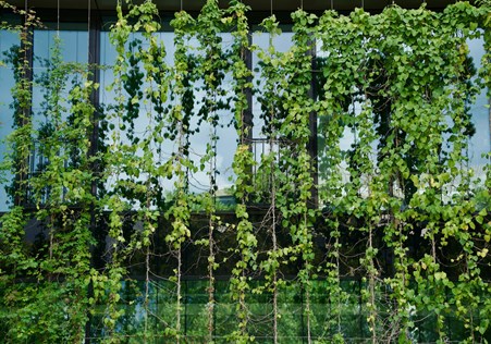 vertikaler Garten vor einer Fensterfront vertikaler Garten vor einer Fensterfront
