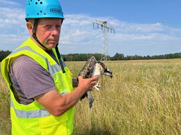 Vogelberingung Vogelberingung