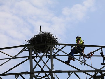 Vogelnest auf Strommast Vogelnest auf Strommast