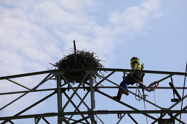 Vogelnest auf Strommast Vogelnest auf Strommast