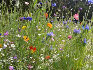 Blühwiese bunt Blühwiese bunt