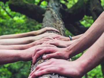 verschiedene Hände an einem Baum verschiedene Hände an einem Baum