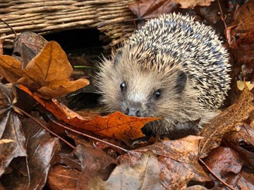 Igel in einem Blätterhaufen Igel in einem Blätterhaufen