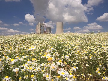 Klimaschutzplan, Kamille mit Kraftwerk im Hintergrund Klimaschutzplan, Kamille mit Kraftwerk im Hintergrund