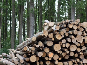Biomasse, Holzstapel im Wald Biomasse, Holzstapel im Wald