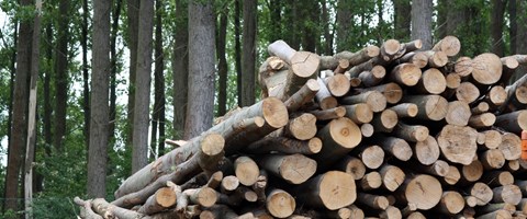 Biomasse, Holzstapel im Wald Biomasse, Holzstapel im Wald